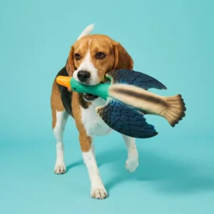 Multicolor Duck Latex Squeaky Dog Toy, Chew Level 3
